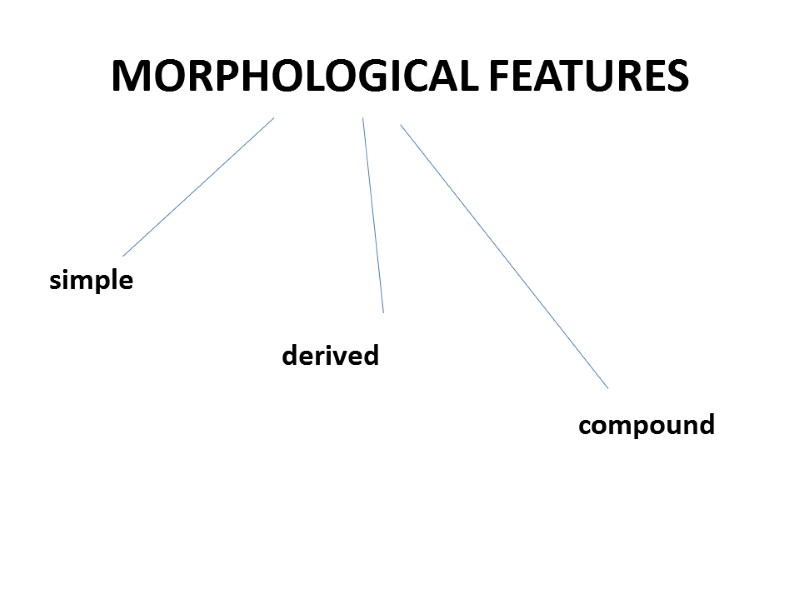 MORPHOLOGICAL FEATURES simple derived compound